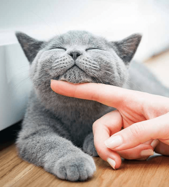 Cat Image